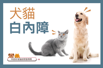 【犬貓白內障／眼睛白霧】林盈甄獸醫