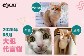 2025｜五月代言《大眼貓》
