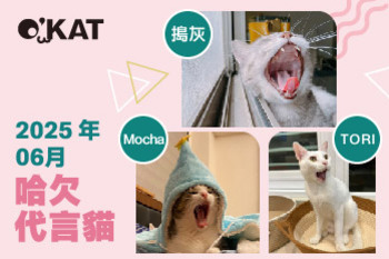 2025｜六月代言《哈欠貓》