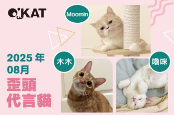 2025｜八月代言《歪頭貓》