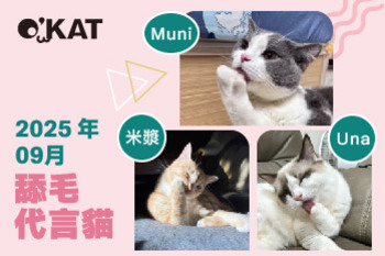 2025｜九月代言《舔毛貓》