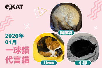 2026｜一月代言《一球貓》