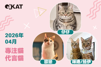 2026｜四月代言《專注貓》