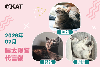 2026｜七月代言《曬太陽貓》
